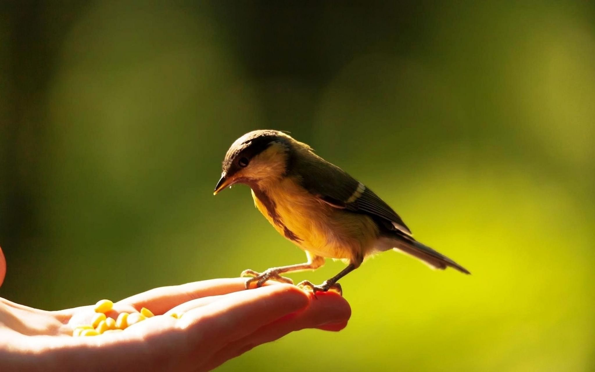 Bird in hand. Птицы. Птичка на руке. Птица на ладони. Птица сидит на руке.