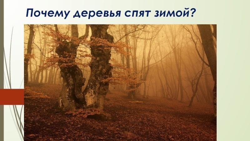 дерево снов. дерево с опавшей листвой. какие деревья засыпают. 13 октября картинки. загородный парк самара осенью.