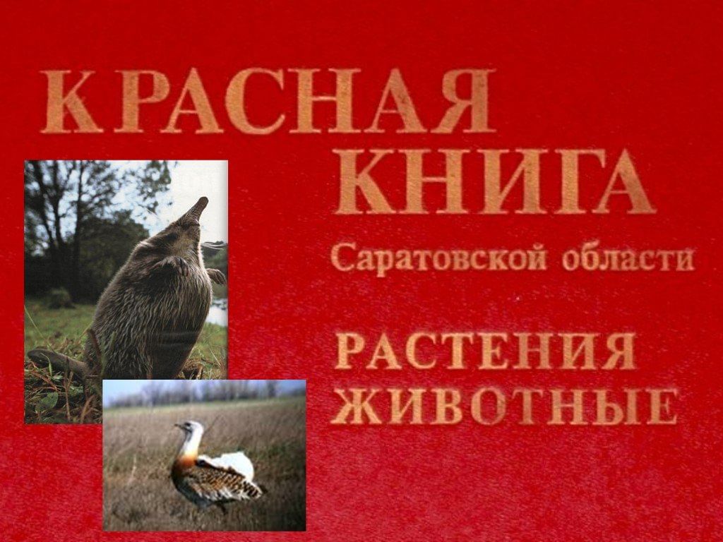 Животные из красной книги саратовской области фото