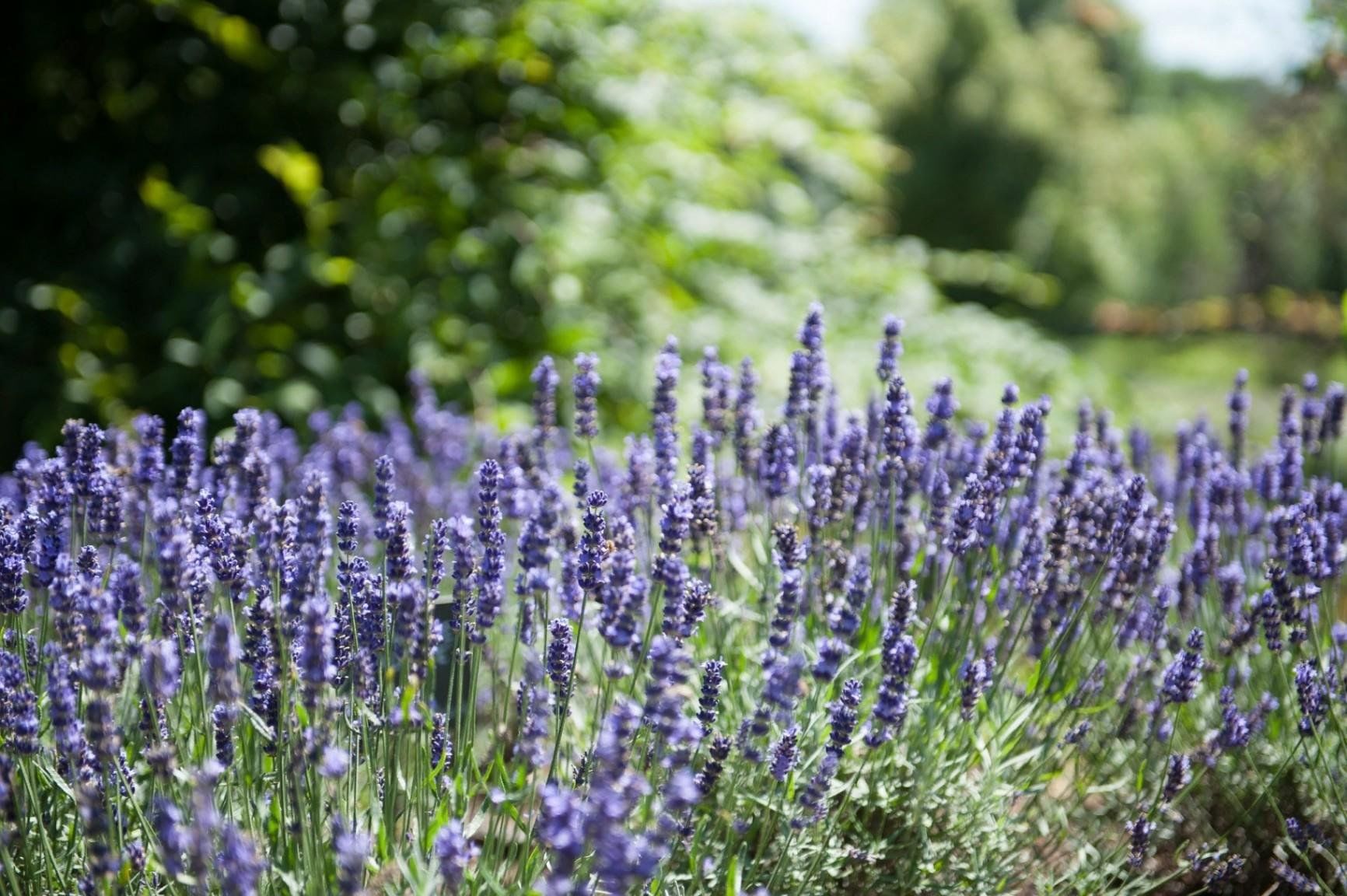 Шалфей лавандолистный. Шалфей Вербеновый. Лаванда + шалфей. Lavandula officinalis.