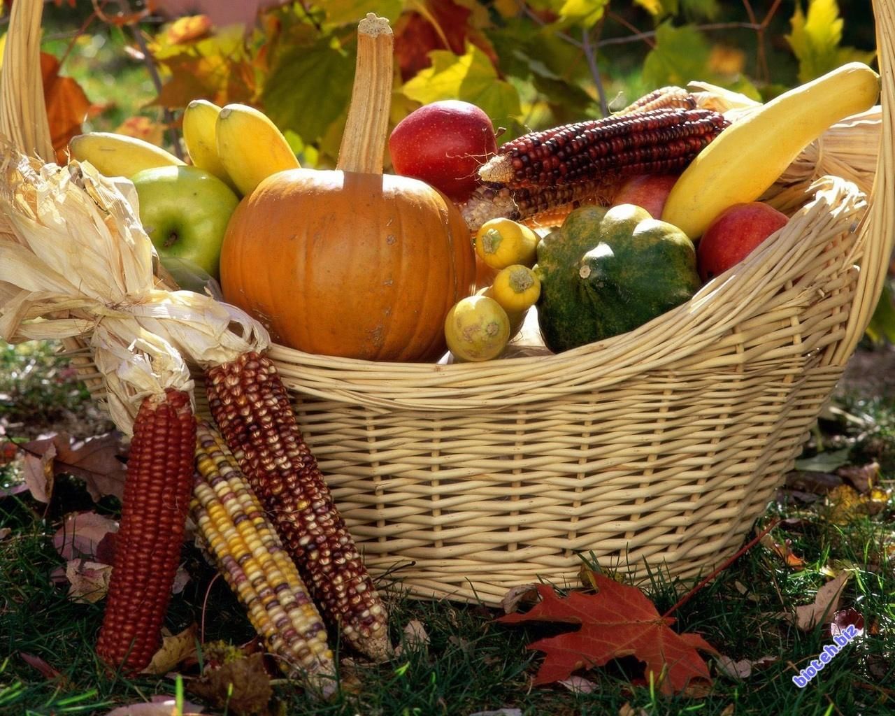 Осенний сбор урожая