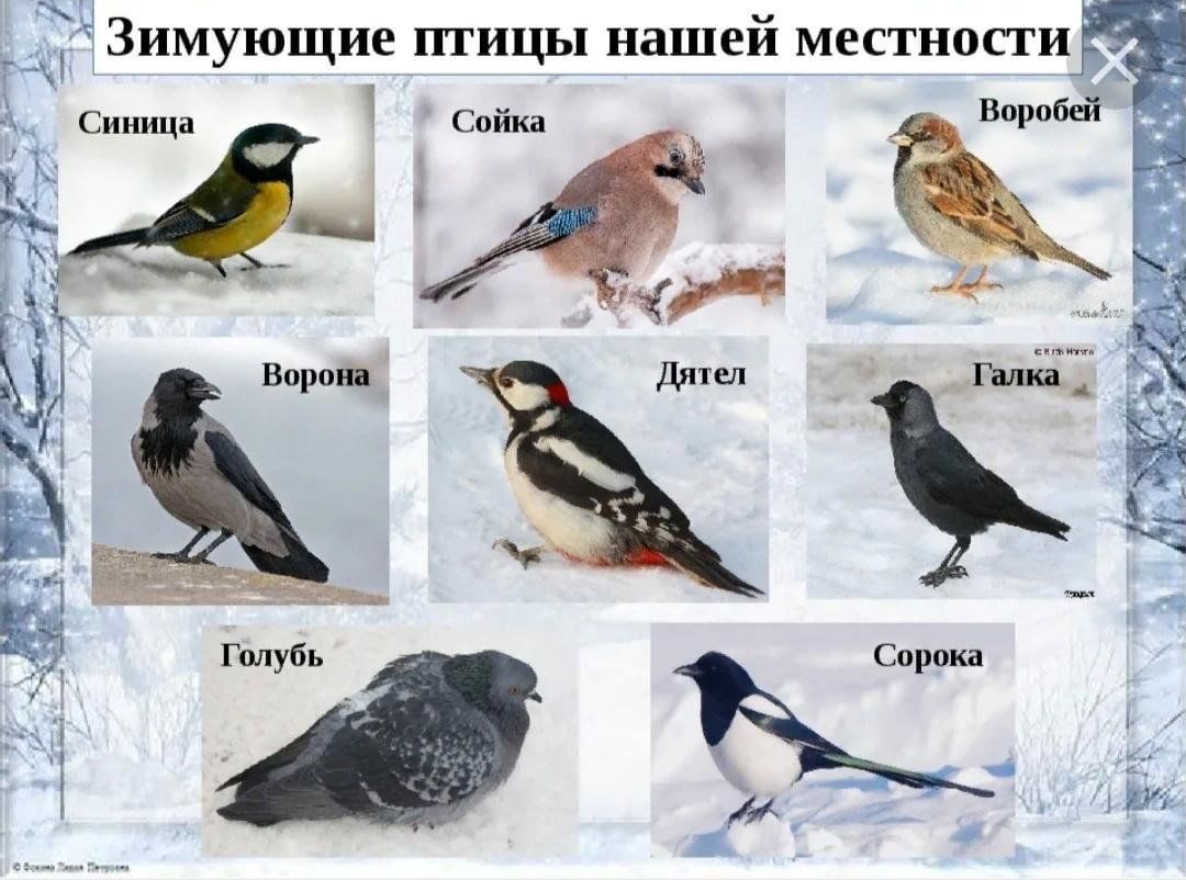 Зимующие птицы юга. Зимующие птицы ворона, Снегирь, синица, Воробей. Зимующие птицы названия. Птицы которые зимуют в Подмосковье. Зимующие птицы Урала.