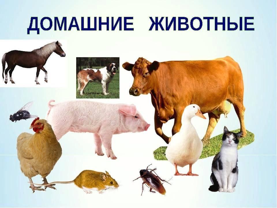 Детский проект домашние животные Домашние животные". Лекция. 2022, Тацинский район - дата и место проведения, про