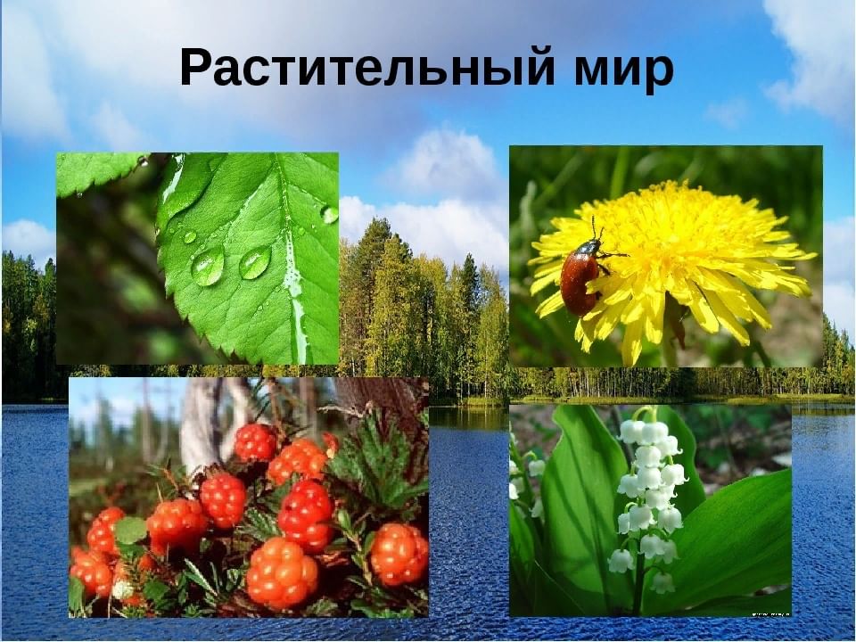 Растительный мир картинки для детей