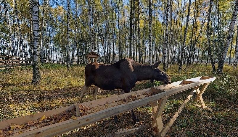 Пикник сити национальный парк лосиный остров фото VR-программа "Лосиный остров" 2024, Холм-Жирковский район - дата и место проведе