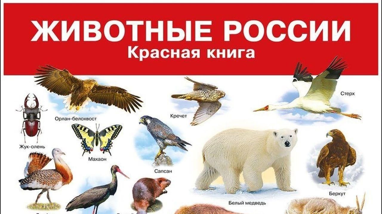 Животные из красной книги картинки с названиями