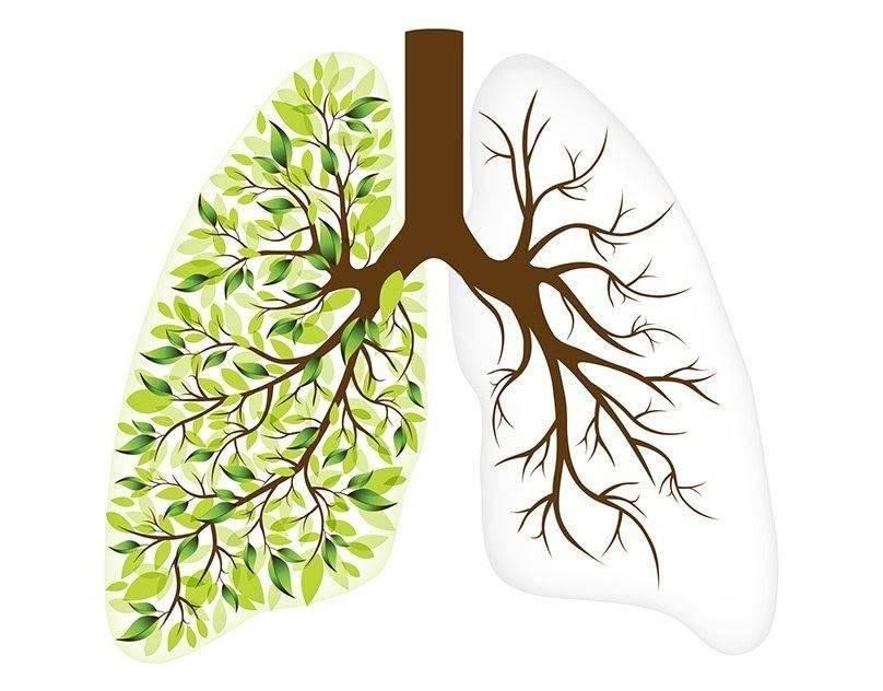 У городов и сёл должны быть здоровые "зелёные лёгкие" Новости Приднестровья