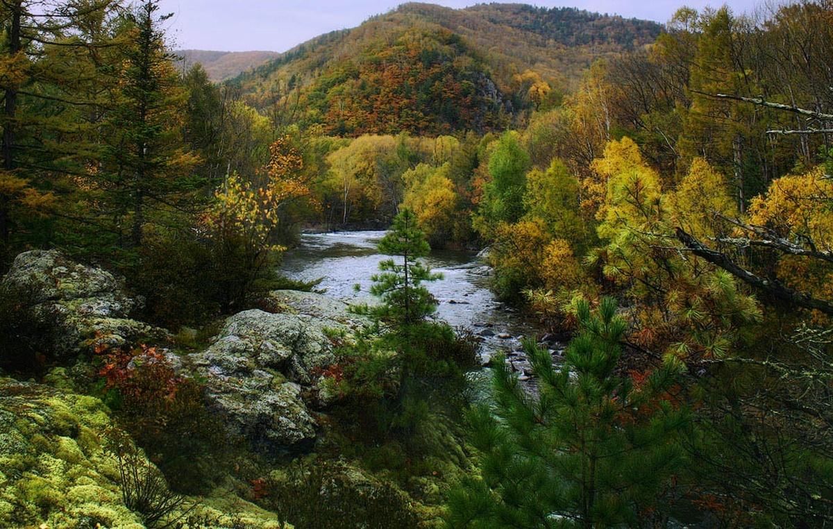 Деревья хабаровского края фото и название