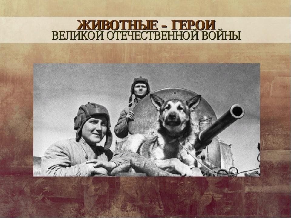 Животные герои великой отечественной войны презентация для детей