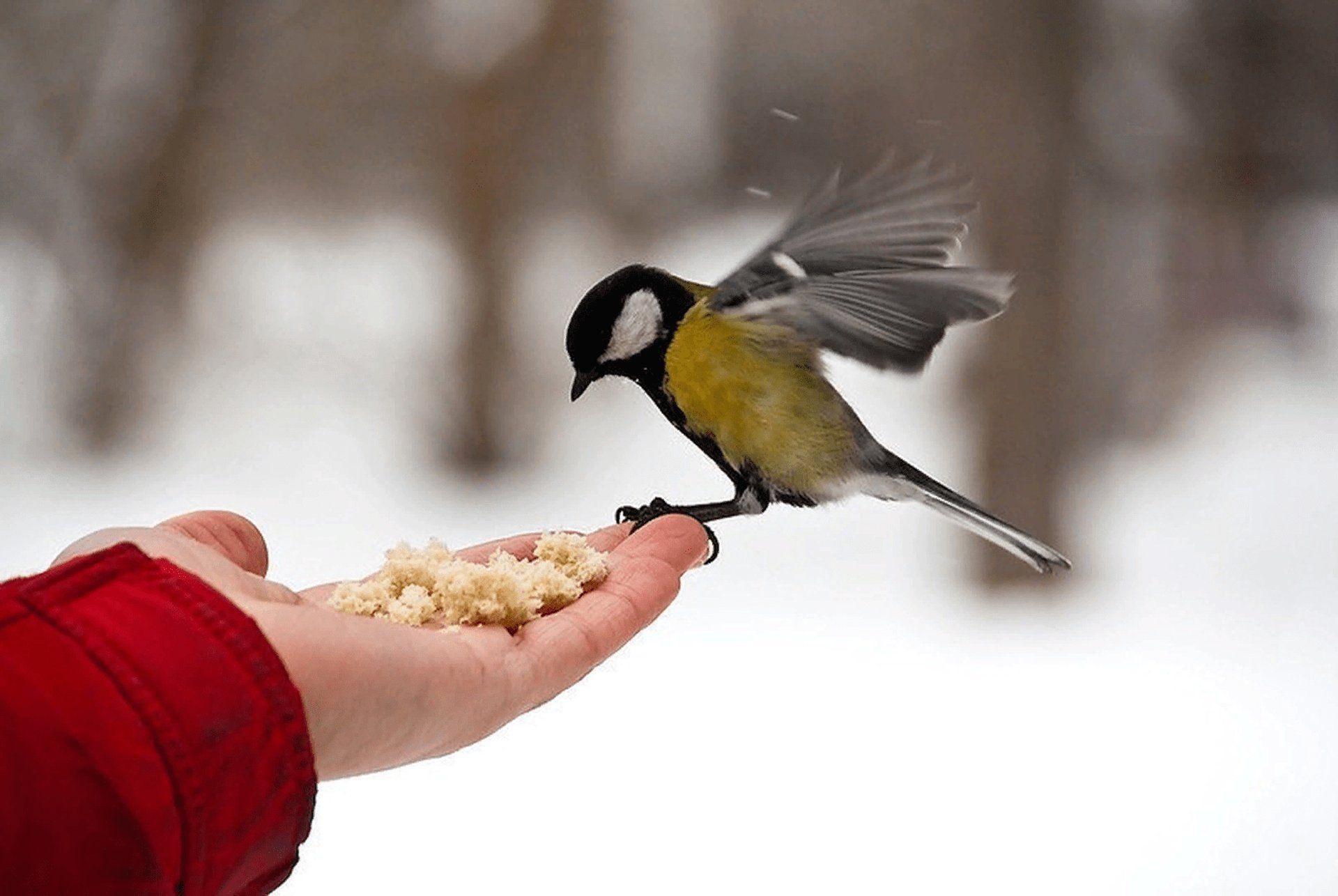 Синицы съедает за день столько диктант. Кормление птиц. Покормите птиц зимой. Птицы зимой. Кормушка для синиц.