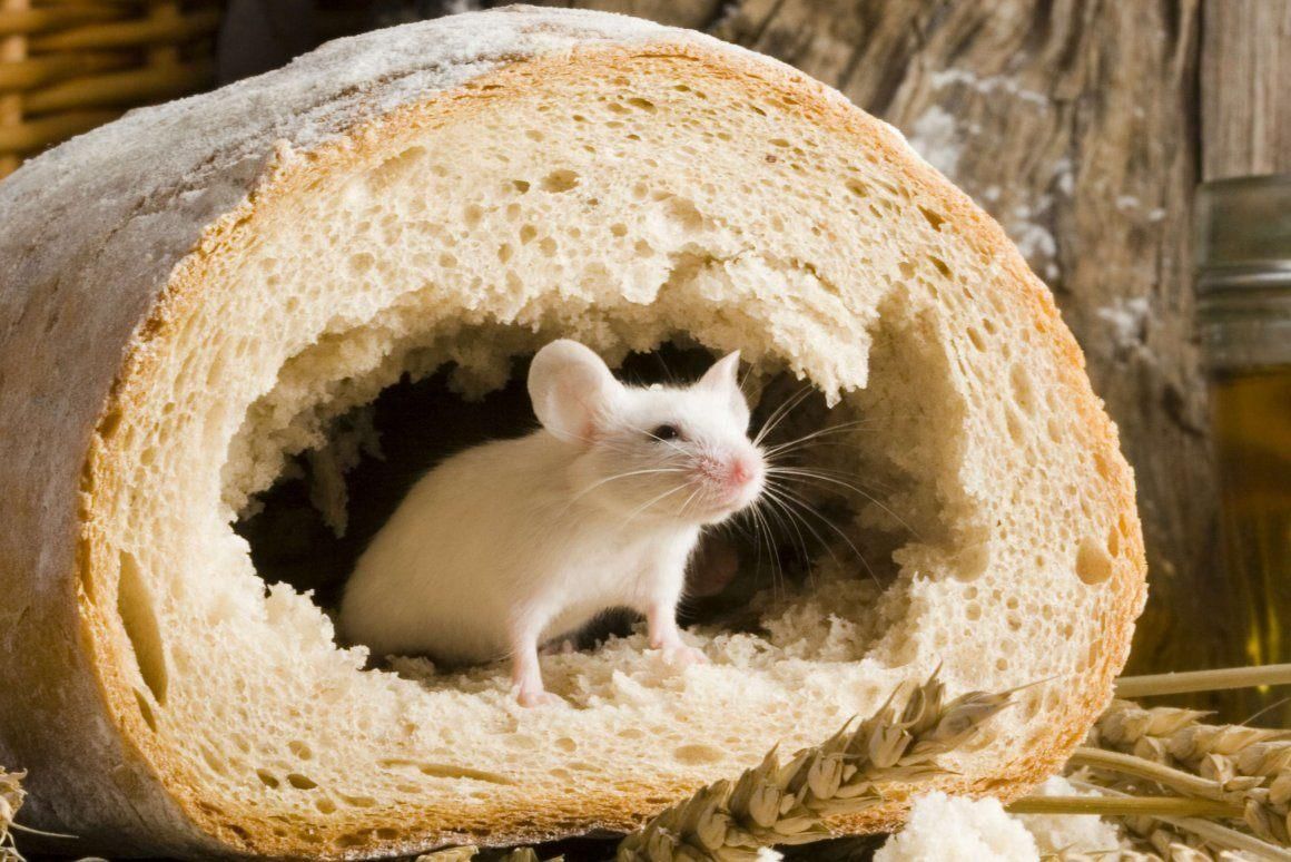 Мышка в хлебе