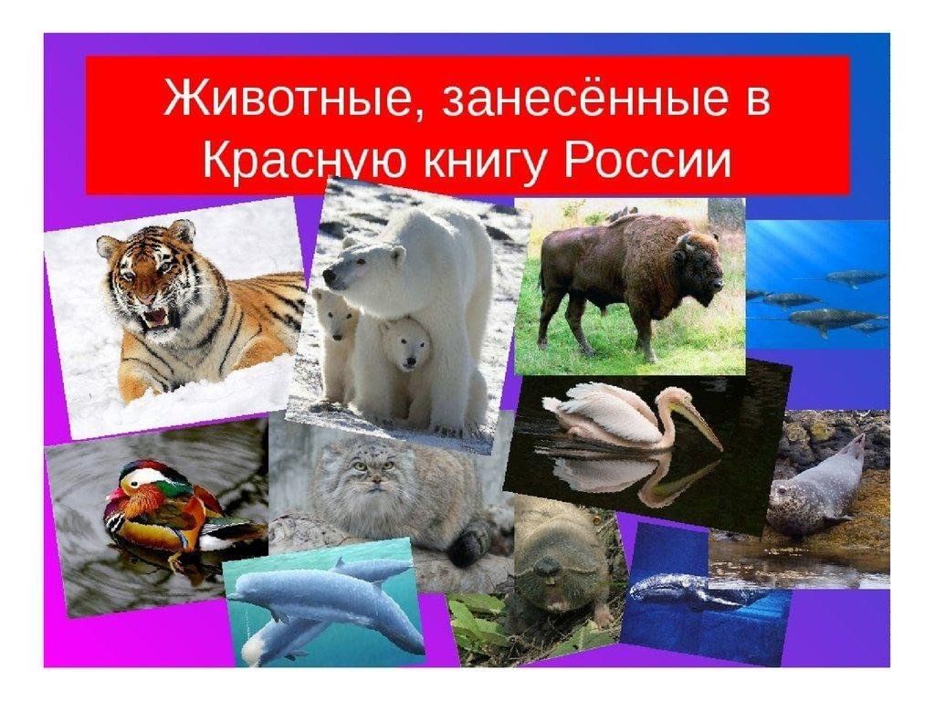 Страницы животные. Животные красной книги Росси. Животные кркпной киниги Росси. Животные записоные в красную книгу. Животные занесённые в красн книгу.