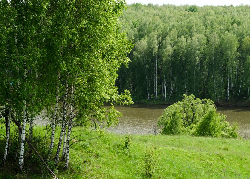 Березка алтайский край. Природа Алтайского края березы. Березы у реки. Береза речка. Березовый край.