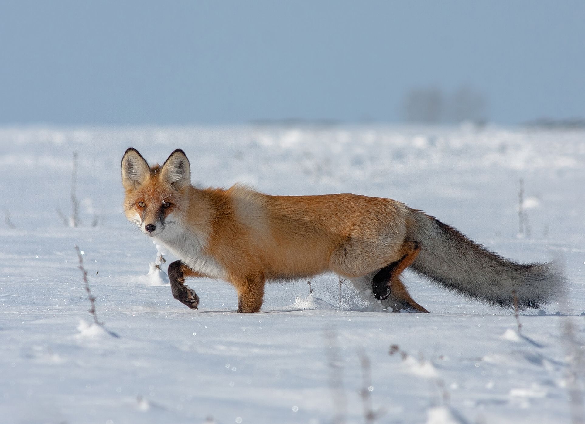 Крадущийся лис фото