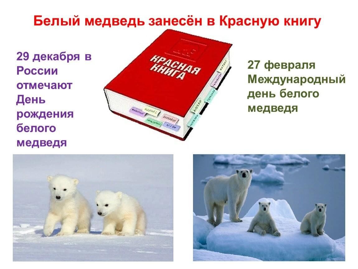 Проект красная книга 2 класс белый медведь