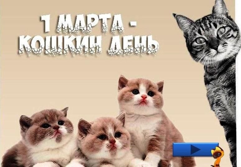 День котов 1 марта