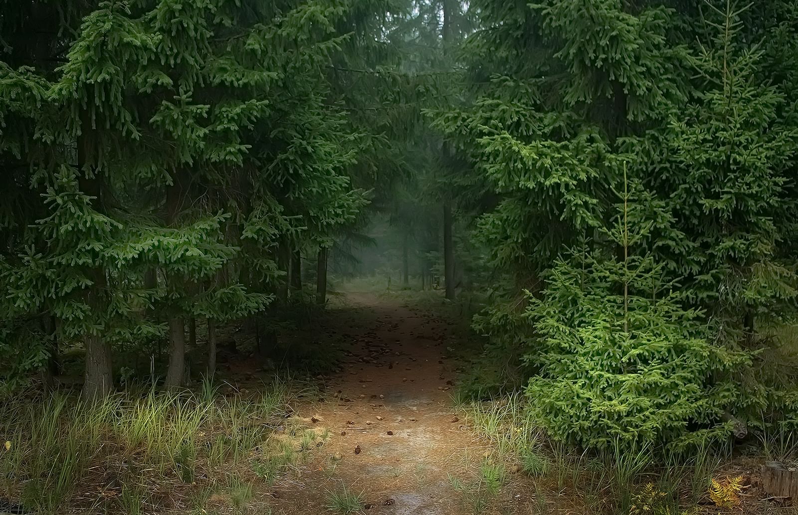 Приму лес. Елово Сосновый лес. Елово сосновйлес. Ельник. Лес ельник.