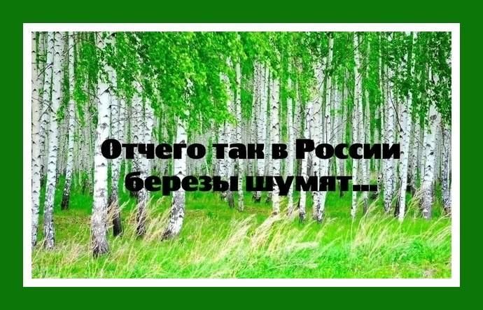 От чего так березы шумят слова. Отчего так в России березы шумят. Отчего в России березы. Отчего так в России. От чего в России березы шумят.