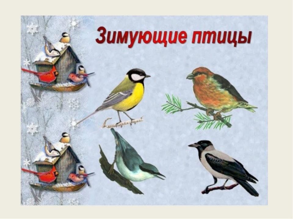 Мини проект в детском саду зимующие птицы