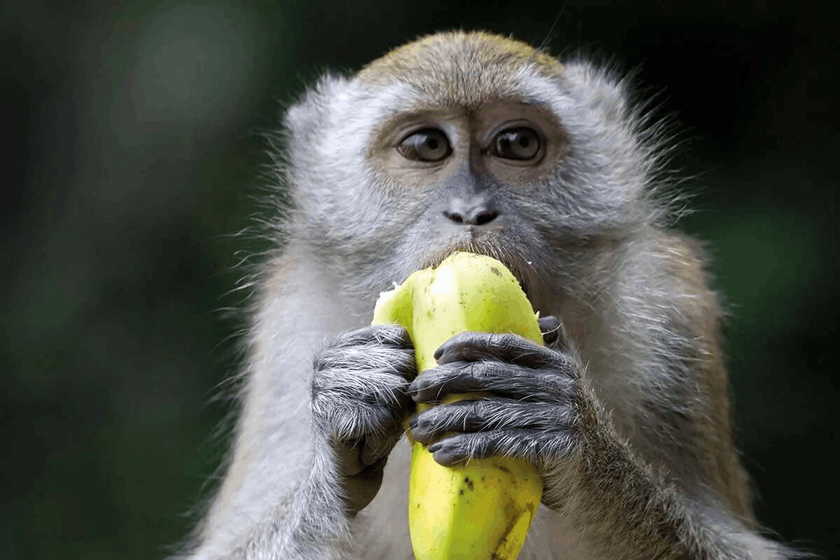 Сколько бананов едят обезьяны. Обезьяна ест банан. Обезьянка и бананы. Обезьяна с бананом. Макаки с бананами.