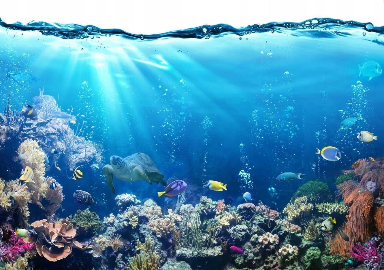 моря и океаны и подводный мир