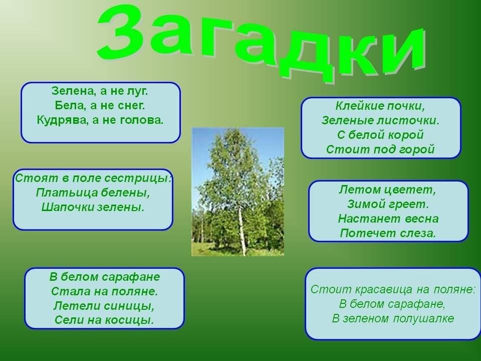 Сочините загадки о природе лесе поле луге или дереве цветке сделайте рисунок к своему произведению