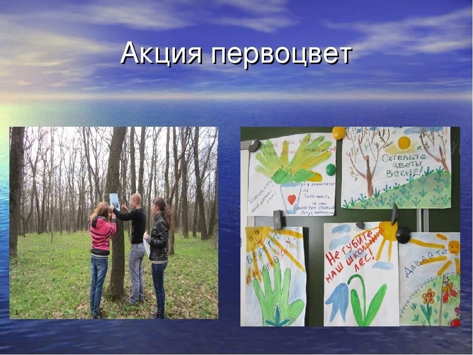 Провести акцию день лета. Экологическая акция первоцвет. Областная экологическая акция первоцвет. Районная экологическая акция первоцвет. Акция берегите первоцветы.