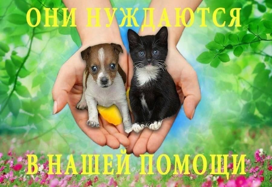 Берегите животных картинки Акция "Бездомыши", приуроченная Международному дню животных 2022, Нижнекамский р