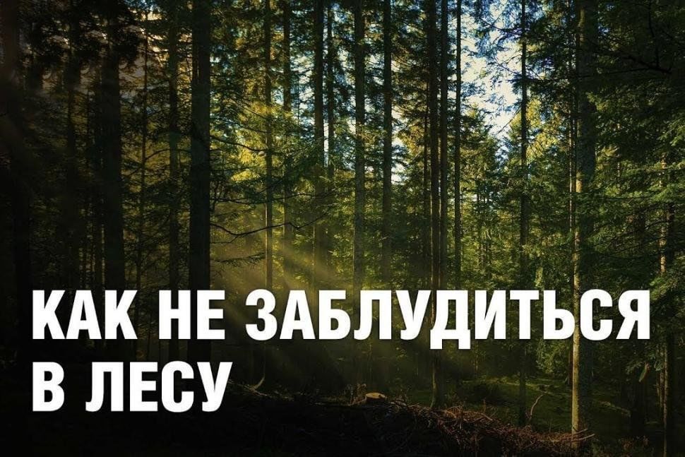 Хочу в лес картинки