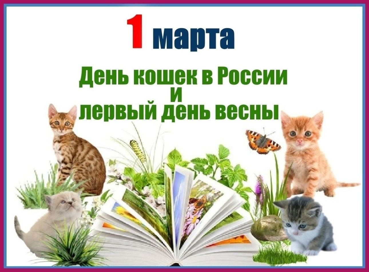 День кошки в России 2024, Лаишевский район — дата и место проведения,  программа мероприятия.