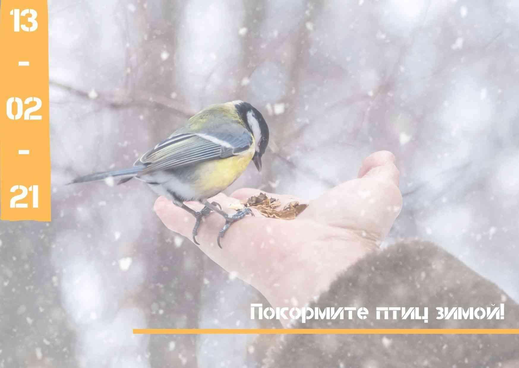 Синичка с утра начинает пищать к чему. Кормление птиц зимой. Синичка на руке. Синичка на ладошке. Замерзшая синица
