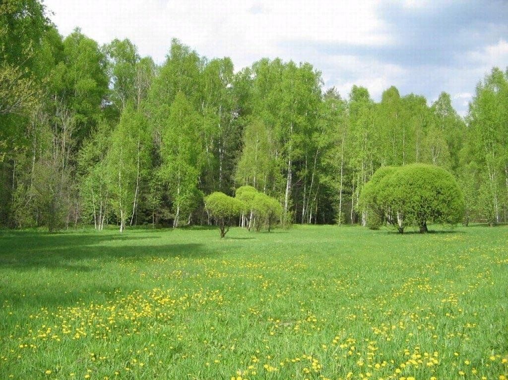 Картинка на солнечной поляночке