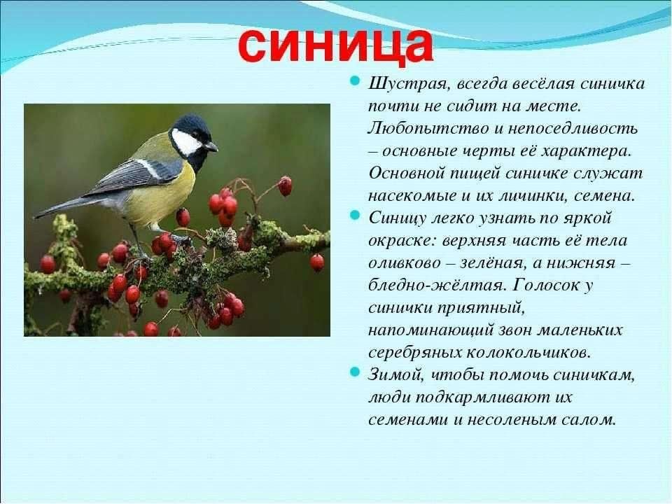 Мир птиц информация