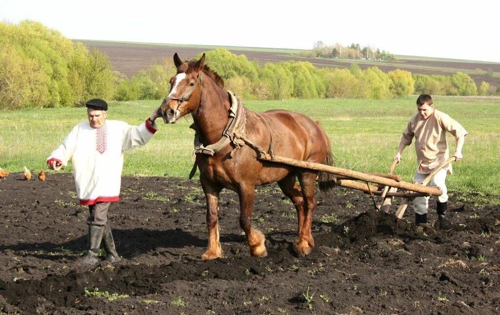 Земледелие народ. Пашенное земледелие удмурты. Чуваши земледелие. Лошадь пашет землю. Земледелие мордвы.