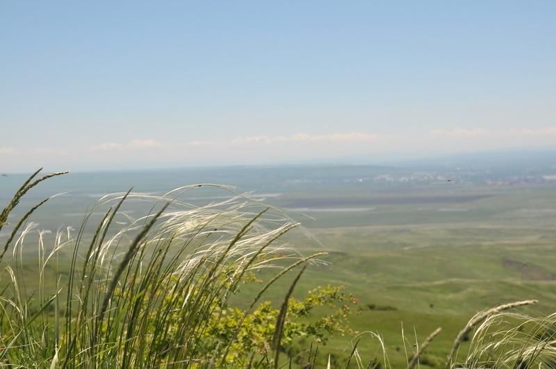 Ставропольский край нижне. Шпаковский район Ставропольского края природа. Курсавка Ставропольский край природа. Разнотравье Стрижамент Ставрополь. Растительность Предгорного района Ставропольского.