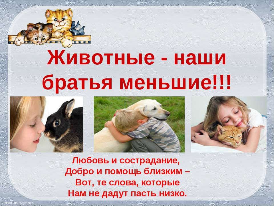 Друзья наши меньшие. Забота о братьях наших меньших. Животные братья наши меньшие. Берегите домашних животных. Берегите братьев наших меньших.