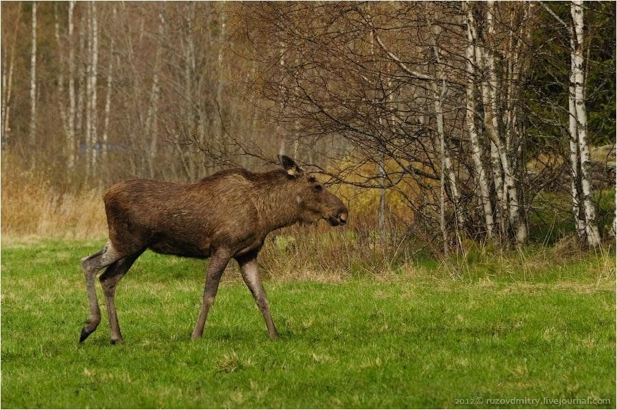 Животные средней полосы фото