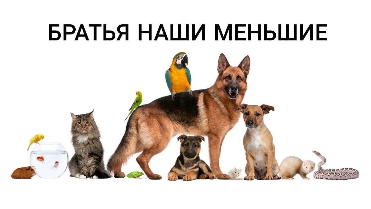 Картинка фон домашние животные