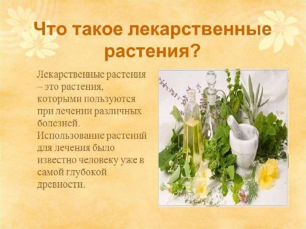 Исследовательский проект лекарственные растения