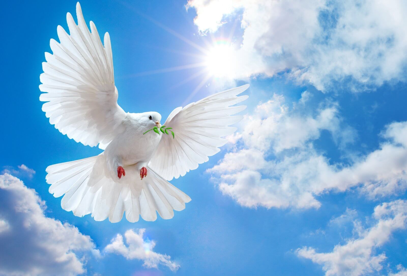 Пожелания мирного неба