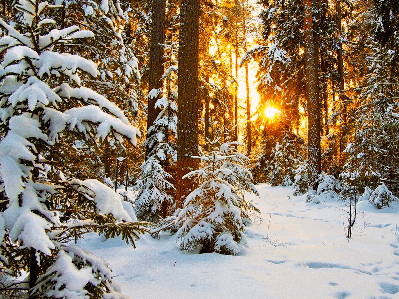 Солнце в январе. Природа зима. Красивый Солнечный зимний день. Сергей Чекалин падал снег. Хорошо в лесу зимой!.