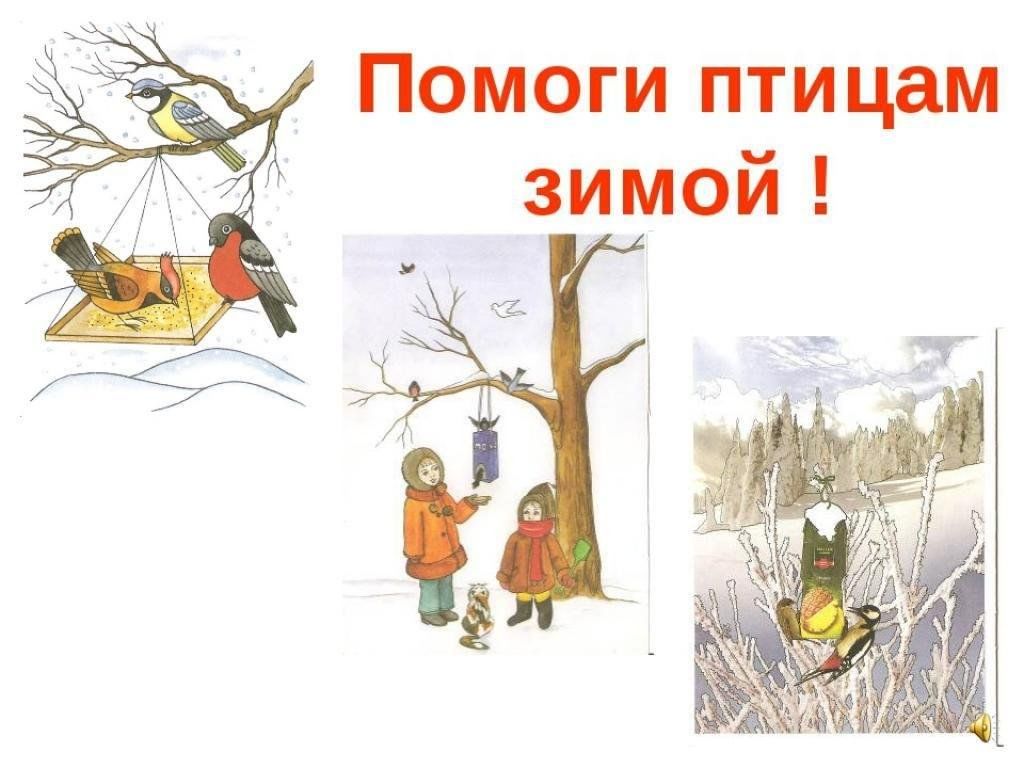 Как помочь птицам зимой проект