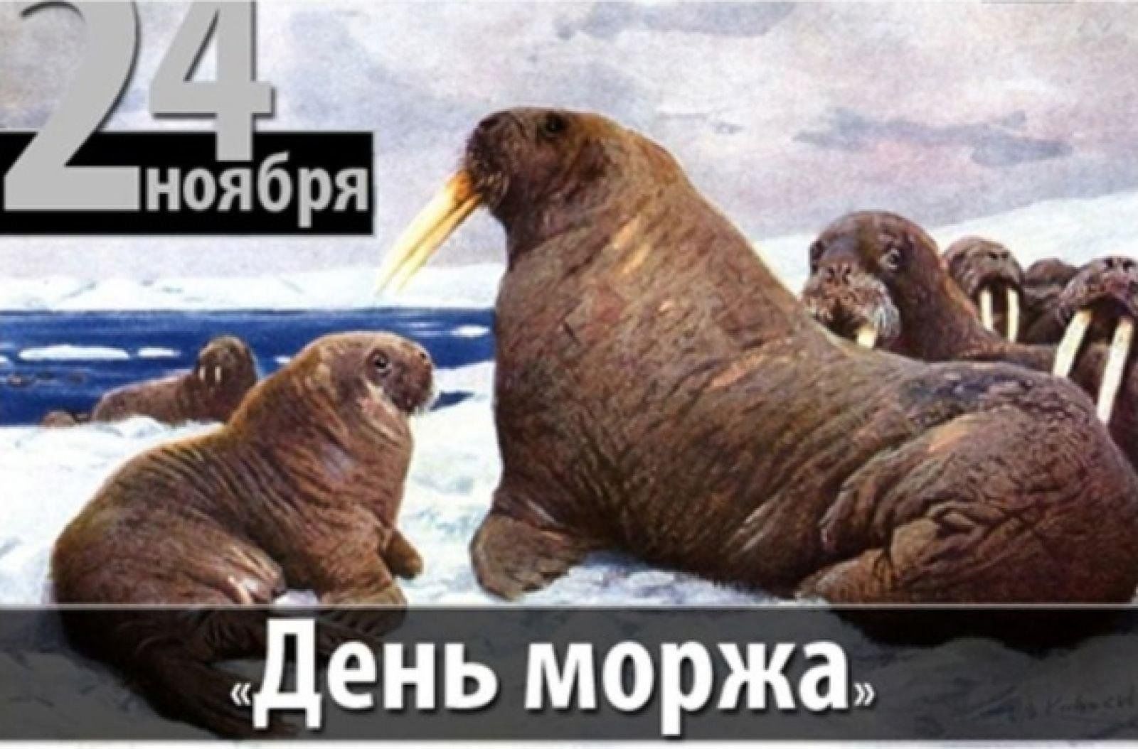 24 ноября. День моржа. День моржа в России. 24 Ноября день моржа в России. День моржа открытка