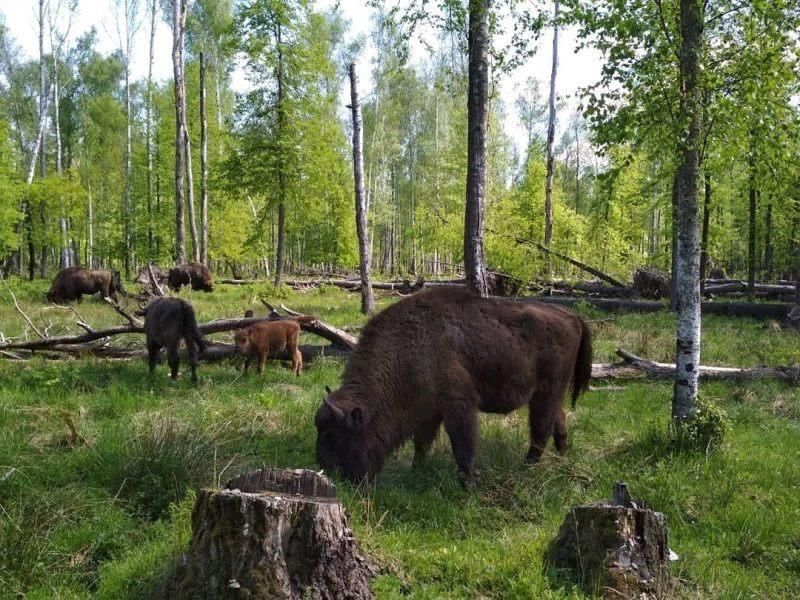 Картинки заповедник керженский заповедник