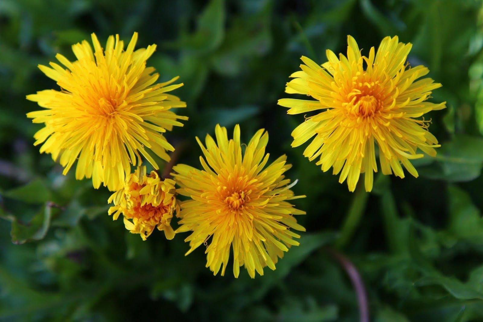 Одуванчик лекарственный. Одуванчик лекарственный – Taraxacum officinale. Одуванчик лекарственный Taraxacum officinale Wigg. S.L.. Taraxacum officinale f.h.Wigg. – Одуванчик лекарственный. Семейство Сложноцветные одуванчик.