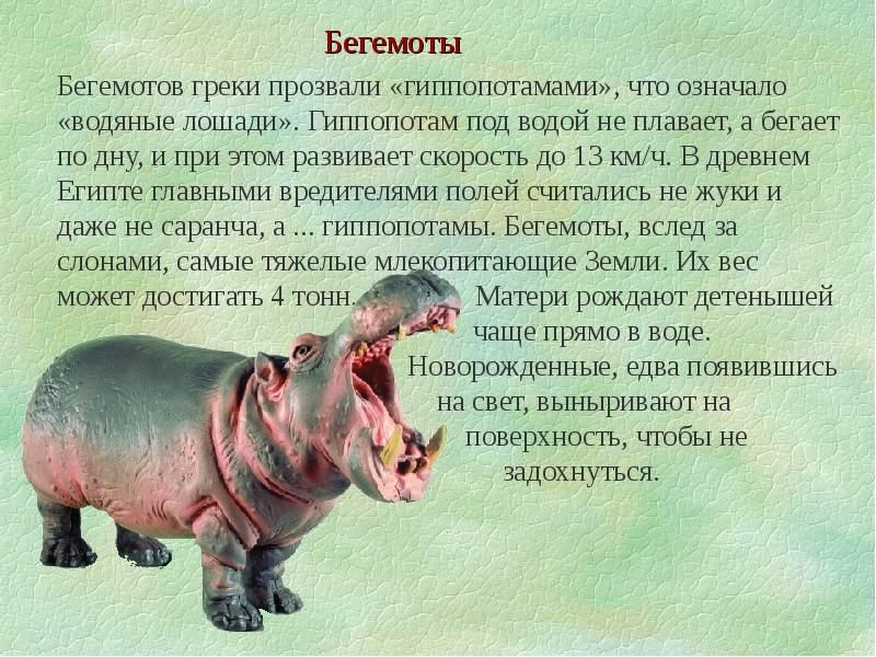 Презентация интересные факты о животных