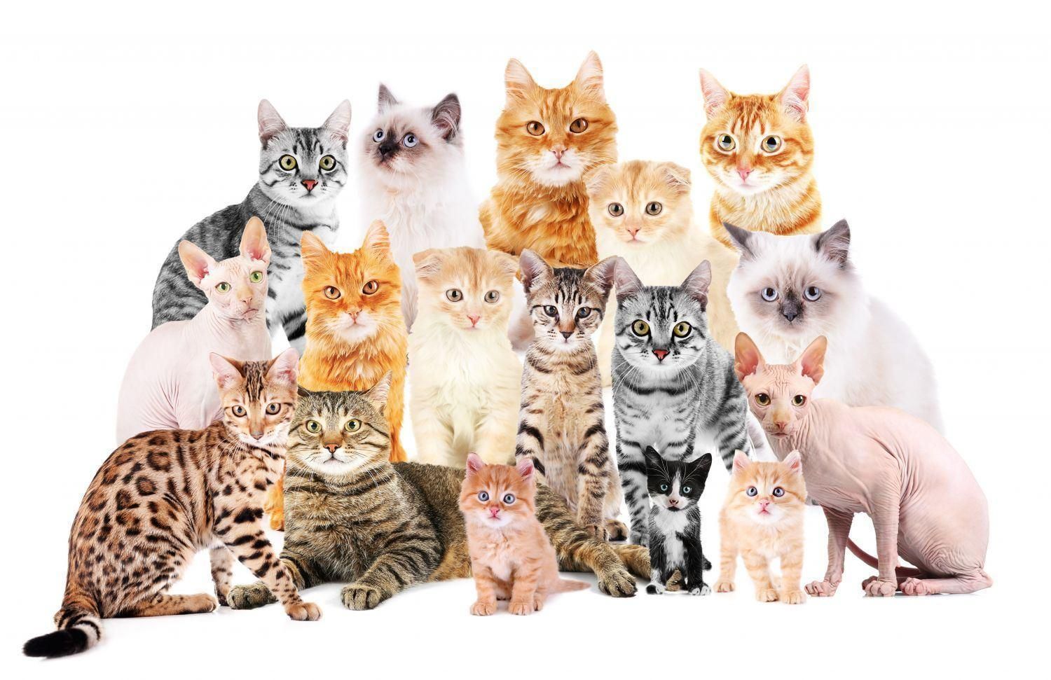Много котов