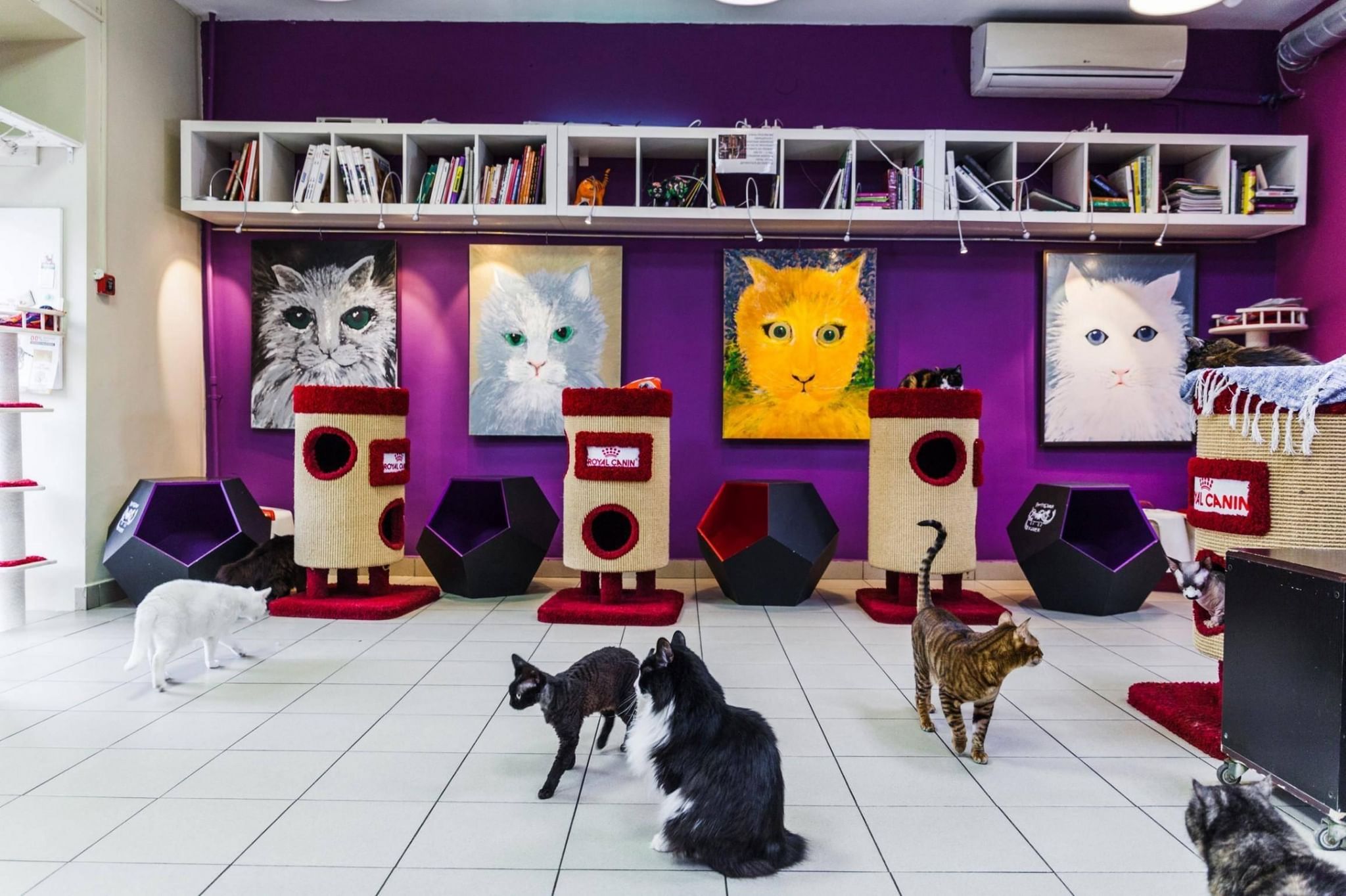Республика кошек санкт петербург фото