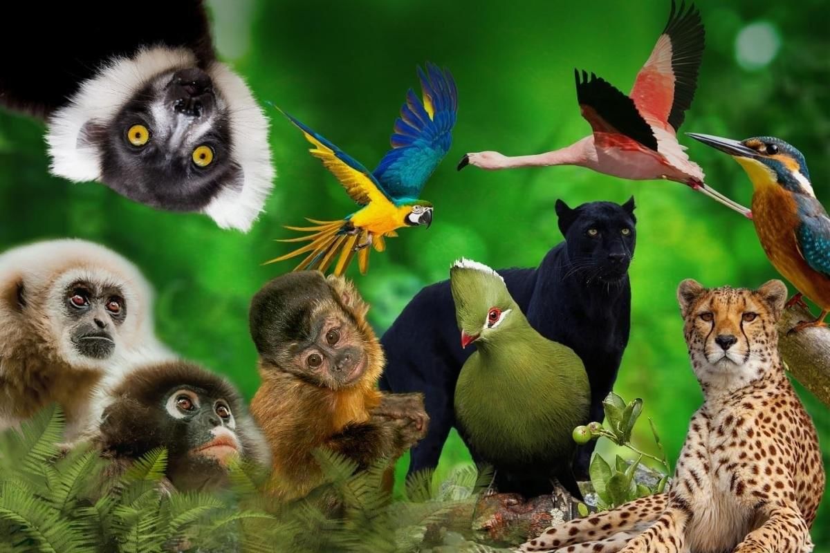 Фотографии всего фотографии животных всего мира