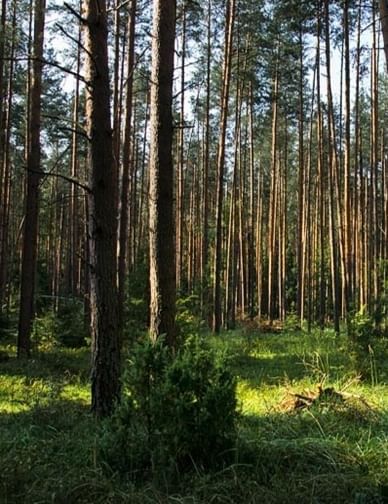 Родословная земли Российской. Мещера